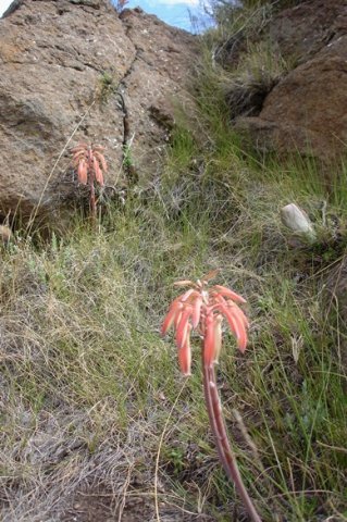 Aloe humilis seen here is like meeting friends